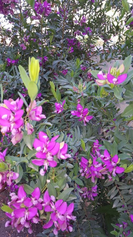 Il Giardino Del Nespolo Bed & Breakfast อาลเกโร ภายนอก รูปภาพ