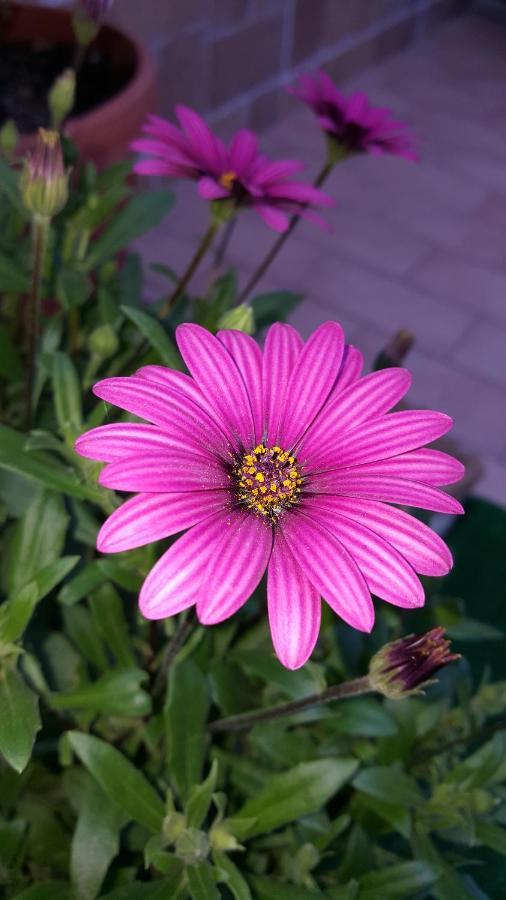 Il Giardino Del Nespolo Bed & Breakfast อาลเกโร ภายนอก รูปภาพ