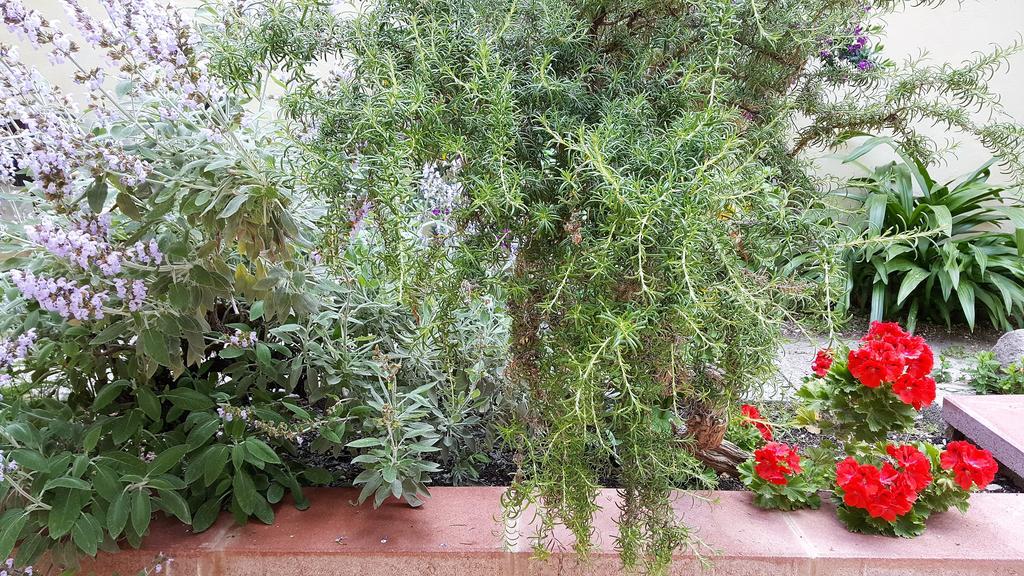 Il Giardino Del Nespolo Bed & Breakfast อาลเกโร ภายนอก รูปภาพ