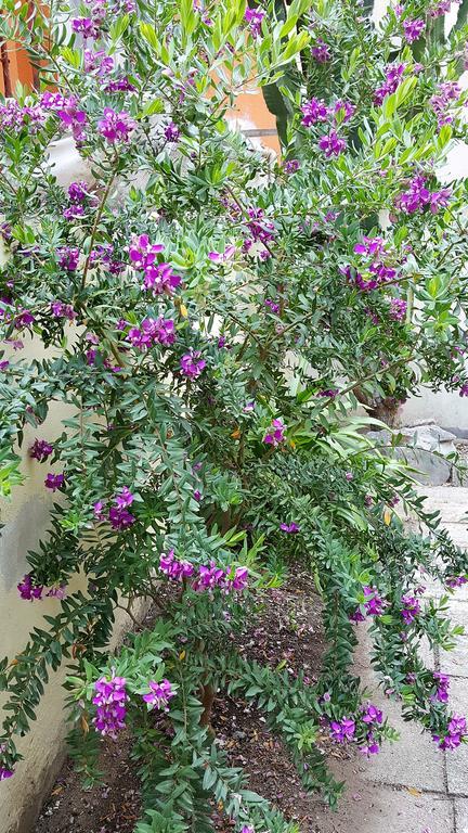 Il Giardino Del Nespolo Bed & Breakfast อาลเกโร ภายนอก รูปภาพ