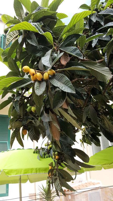 Il Giardino Del Nespolo Bed & Breakfast อาลเกโร ภายนอก รูปภาพ